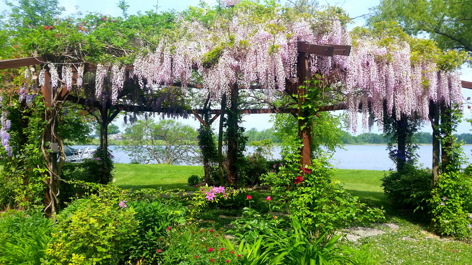 PURPLE WISTERIA ON FAR LEFT, PINK WISTERIA AND RED HONEYSUCKLE IN BLOOM ATOP FLOWERING GAZEBO; CLEMATIS, SWEET WILLIAM AND GARDEN PEONY IN BLOOM INSIDE FLOWERBEDS